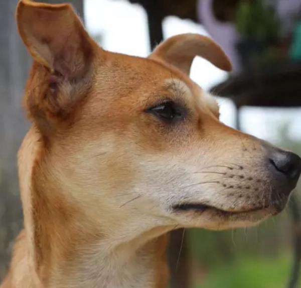  Prefeitura de Mariluz abre inscrições para castração gratuita de cães e gatos